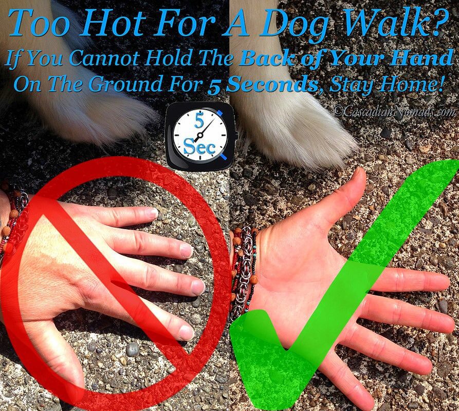 Dog walk
