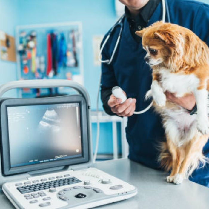 Pet Imaging