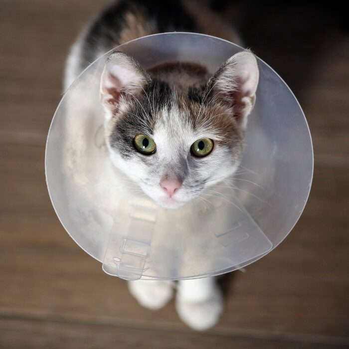 Specialty Surgery