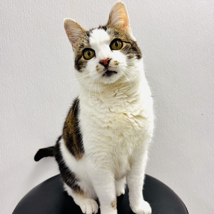 A white and brown cat sits upright on a black stool