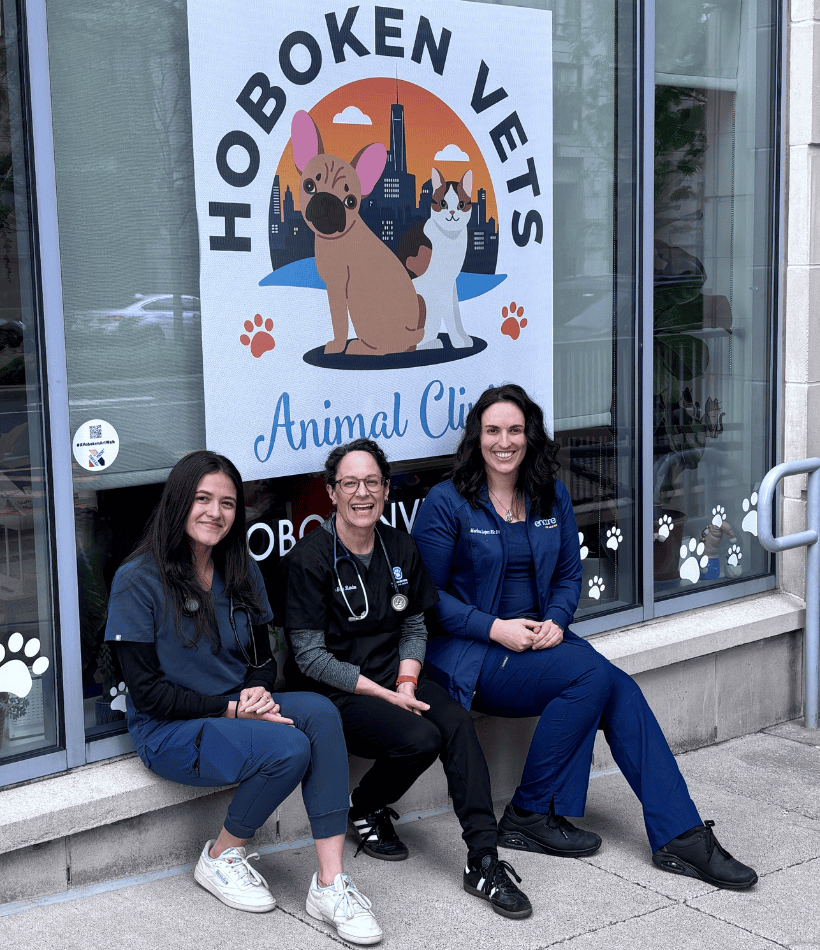 staff with great dane